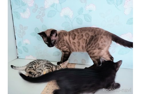 販売中の東京都のベンガル-102188の5枚目